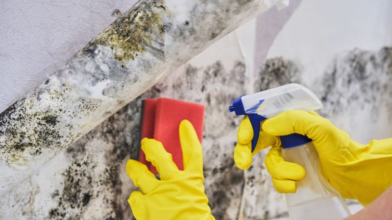 Basement Mold Removal in West Palm Beach, FL