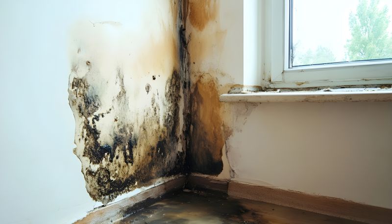 Mold Mitigation Service in Fort Lauderdale, FL