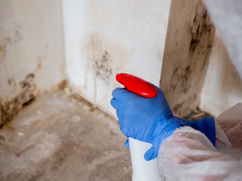 Mold Remediation Service in Essex County, NJ