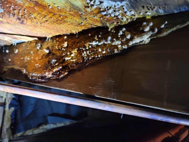 Basement Mold Remediation in Bergen County, NJ