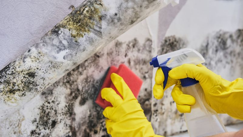 Mold Control in Fort Lauderdale, FL